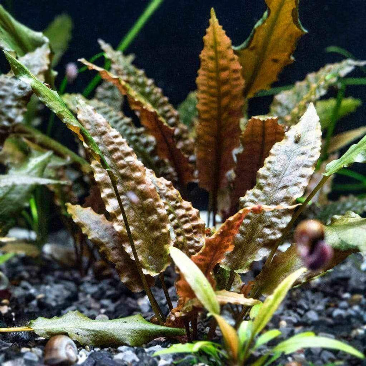 Cryptocoryne Wendtii Bronze – Chichi's Planted Dreams