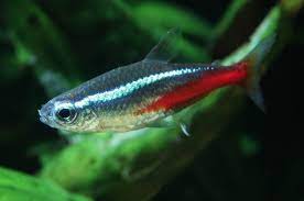 Neon Tetra Sm