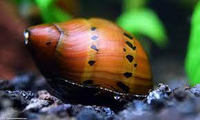 Nirite Snail