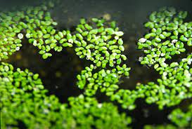 Duckweed