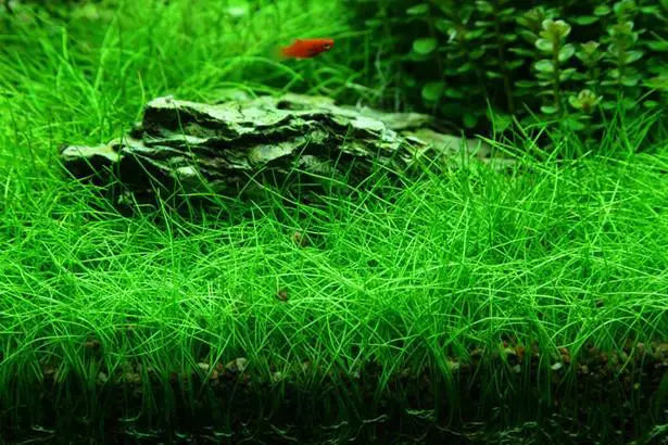 Eleocharis montevidensis (Giant Hair grass)