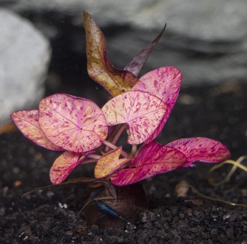 Dwarf Aquarium Lily Plant or Bulb