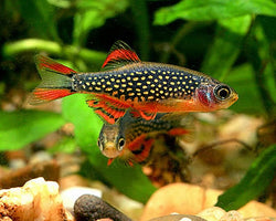 Galaxy Rasbora