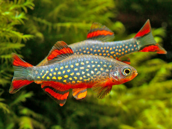 Galaxy Rasbora