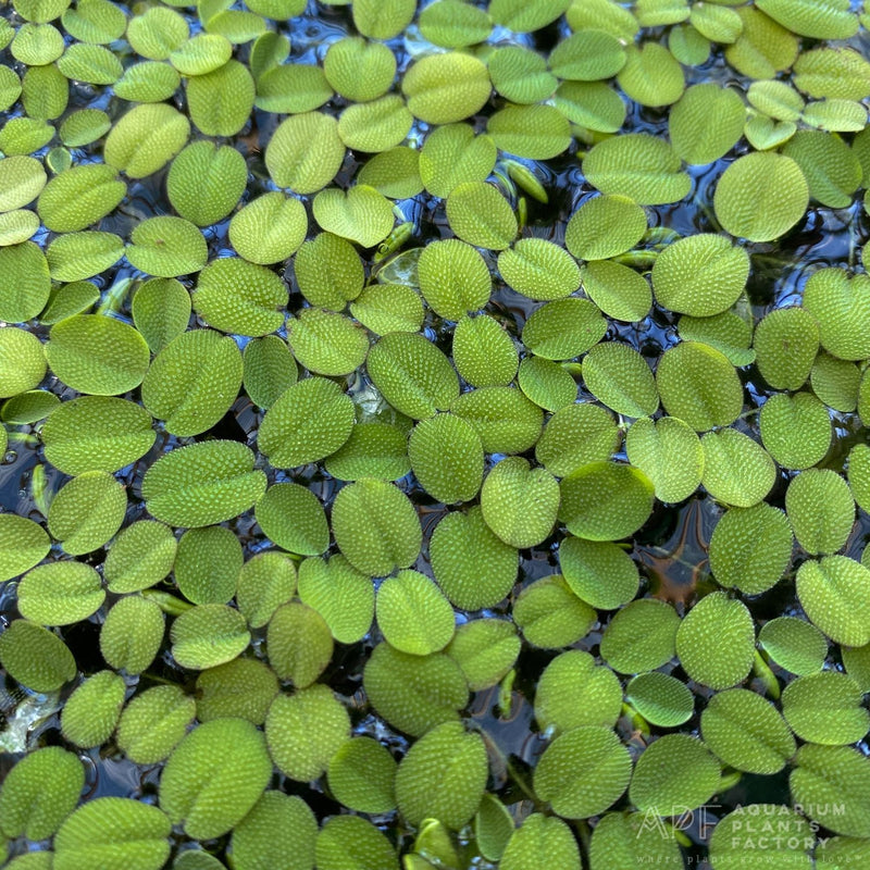 Salvinia