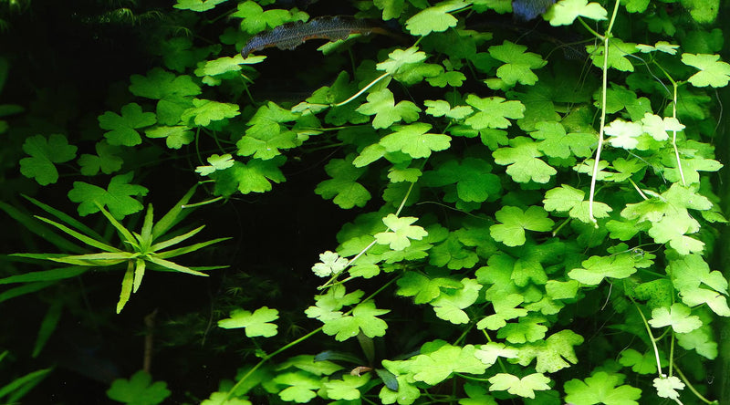 HYDROCOTYLE 'JAPAN' MAT