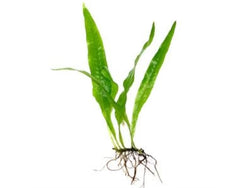 Java Fern Plant and Mats