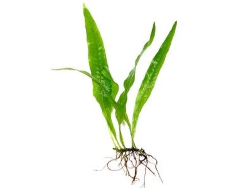 Java Fern Plant and Mats