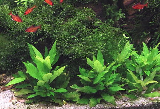 HYGROPHILA 'COMPACT'