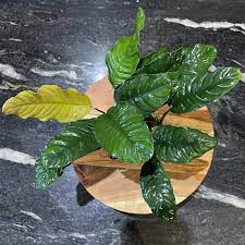 Anubias Coffeefolia