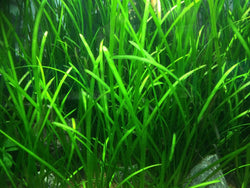 Jungle VALLISNERIA