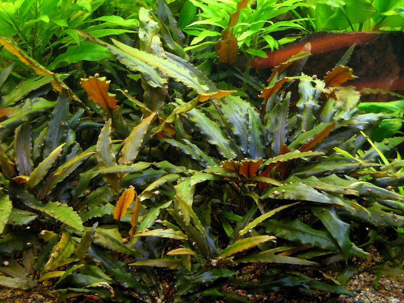 Cryptocoryne Undulata