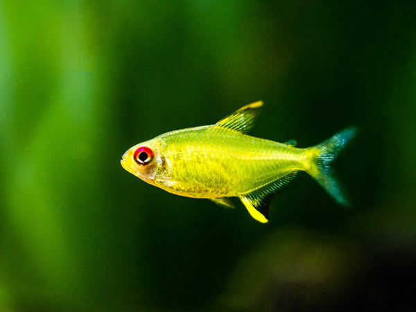 Lemon Tetra