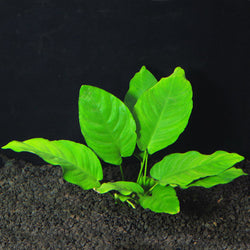 ANUBIAS MINIMA