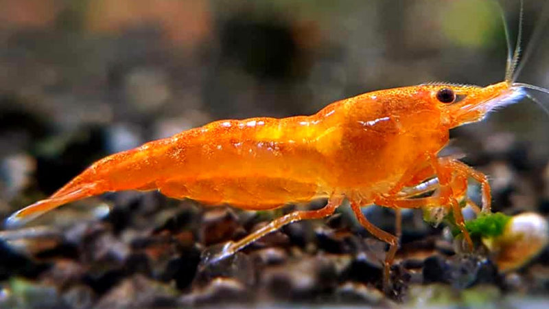 Orange Neocardina