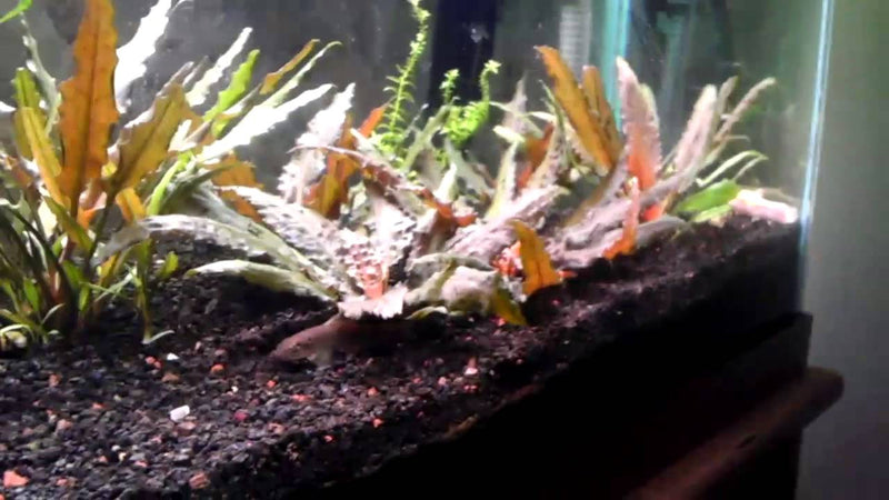 Cryptocoryne Wendtii Bronze