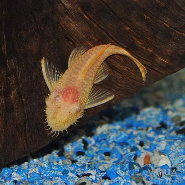 Albino Pleco