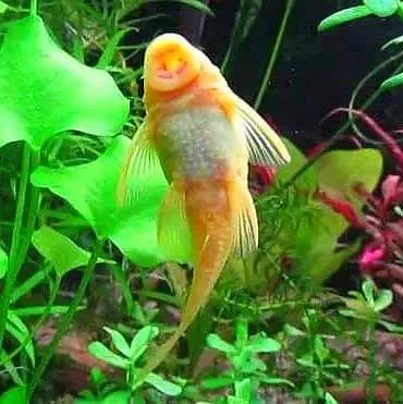 Albino Pleco