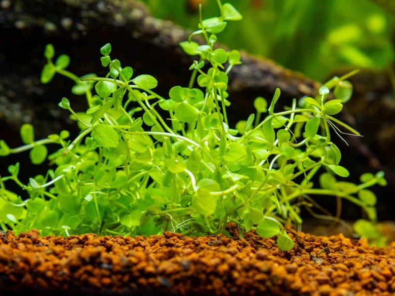monte carlo aquarium plant seeds Micranthemum 'Monte Carlo' – Chichi's Planted Dreams