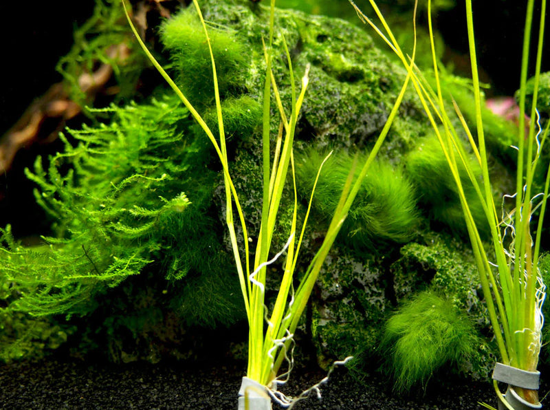 Narrow Leaf Vallisneria