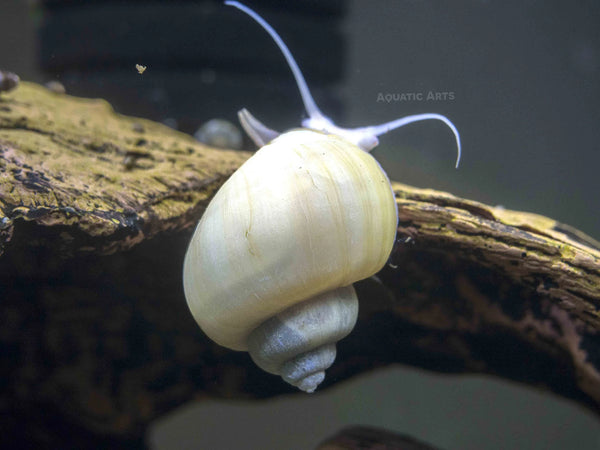 Ivory Snail