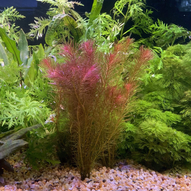 Rotala Wallichii