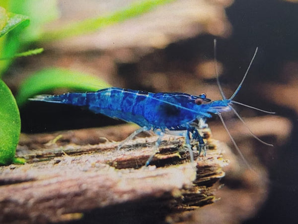 Blue Neocardina