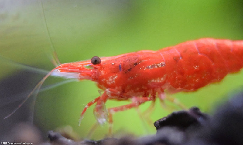 Red Neocardina