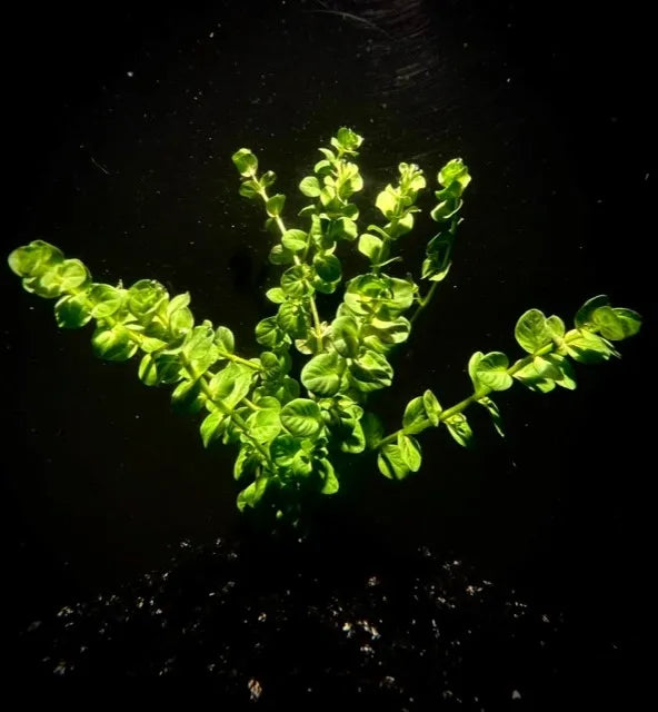 Rotala Rotundifolia Green 'Compact'