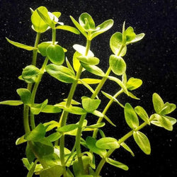 Bacopa Lemon