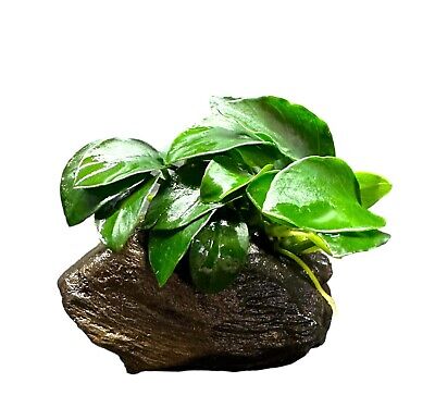 Anubias Nana Petite