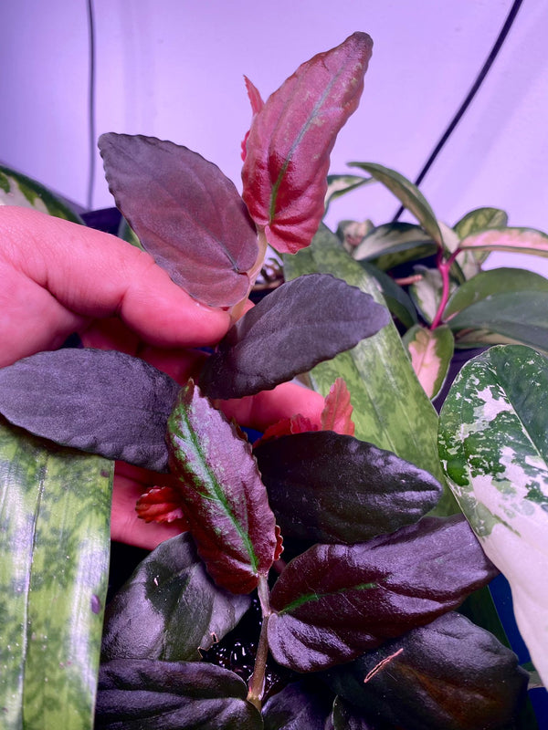 Pellionia Repens Dark Form