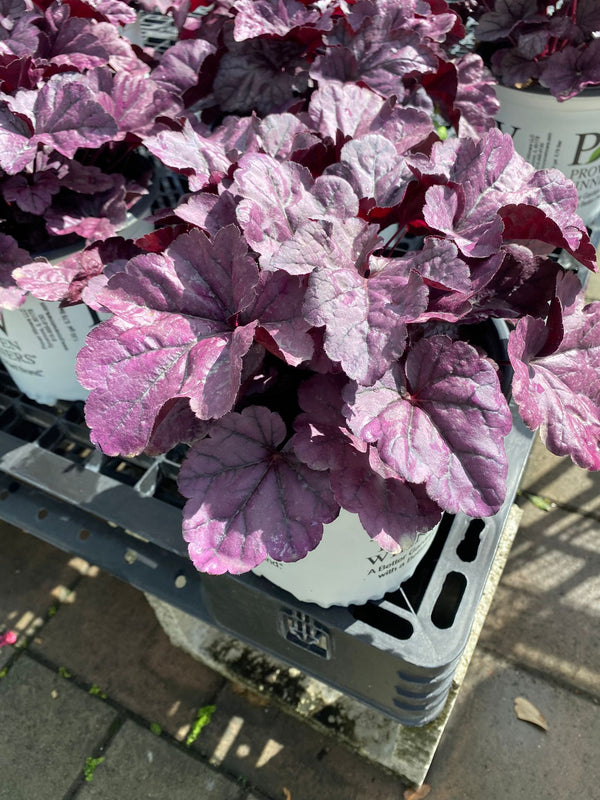 PW Heuchera Wild Rose 8"