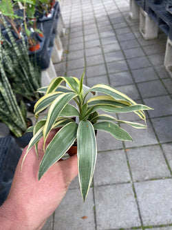 Ribbon Draceena