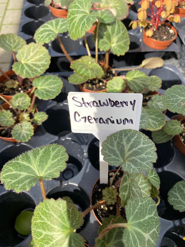 Strawberry Crevanium