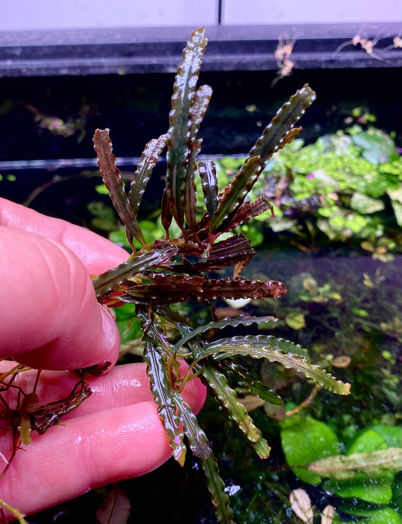 Bucephalandra Red Catrin