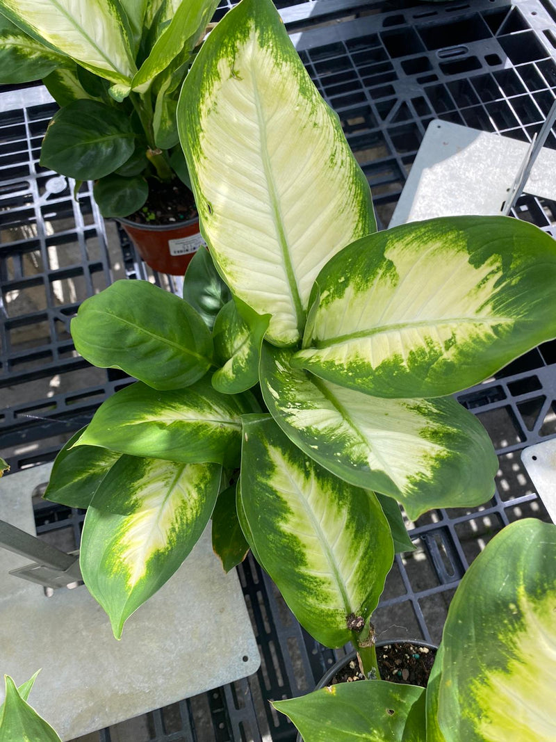 Dieffenbachia Tropic Mariane 6”