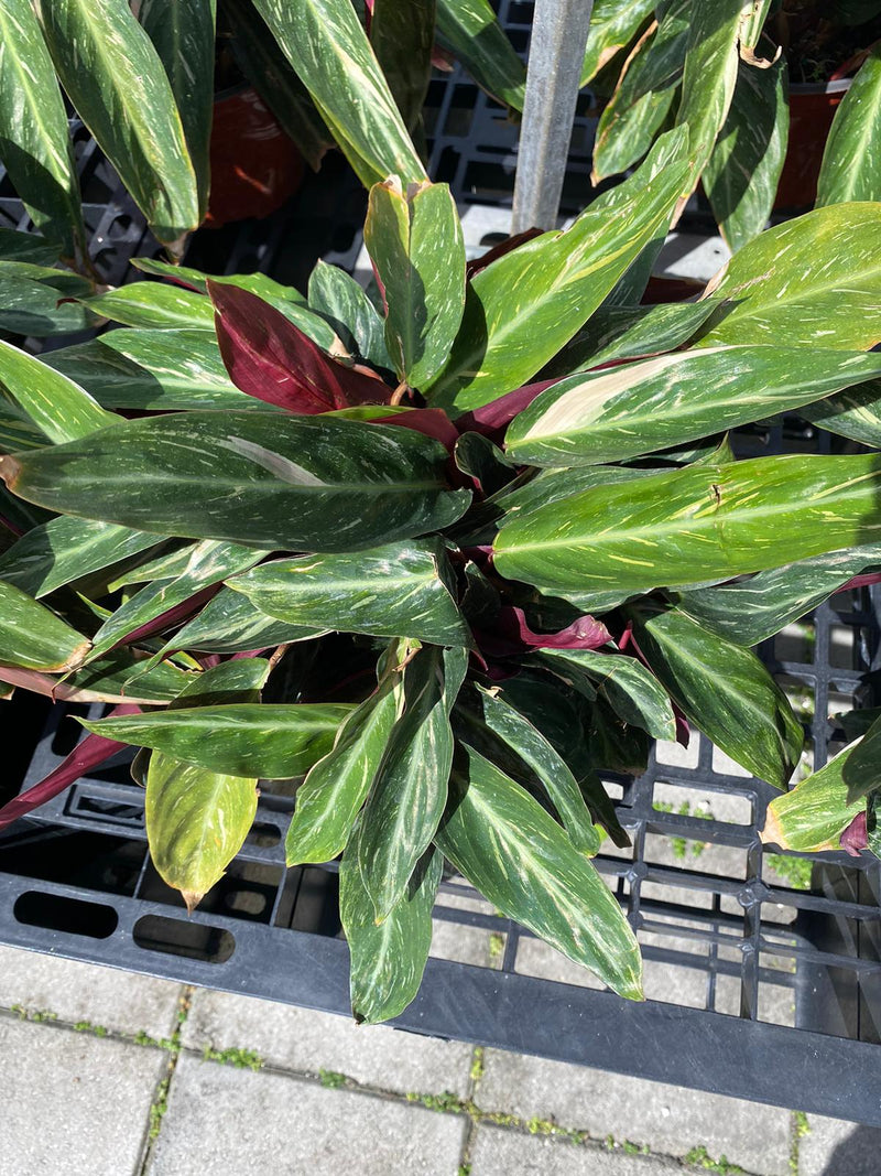 Calathea Magic Star 6"