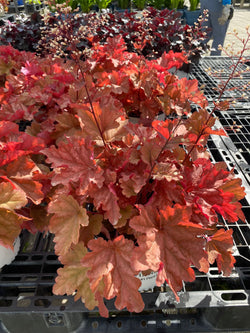 PW Heuchera Peachberry Ice 8"