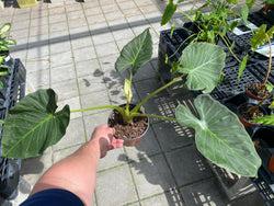 Alocasia Regal Shield 6"