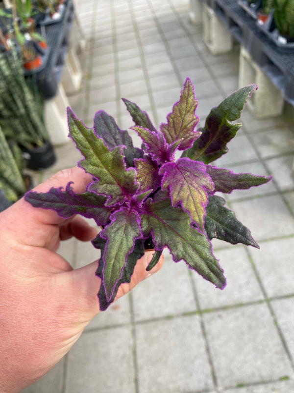 Purple Velvet Plant