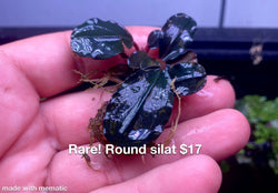 Bucephalandra Round Silat