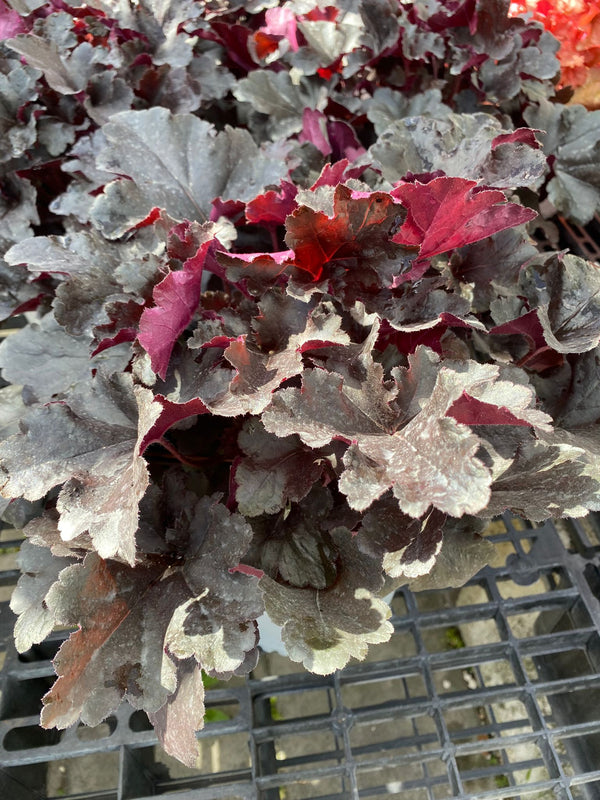 PW Heuchera Wildberry 8"