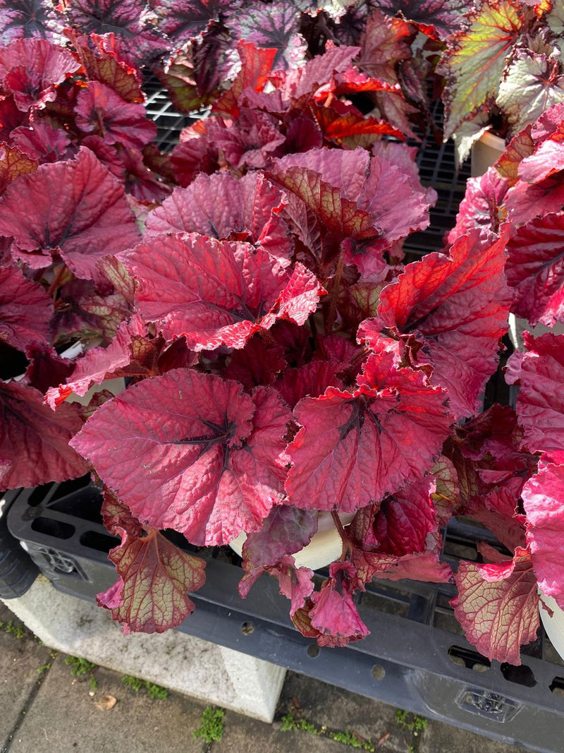 Begonia Rex Pink Shades 8"