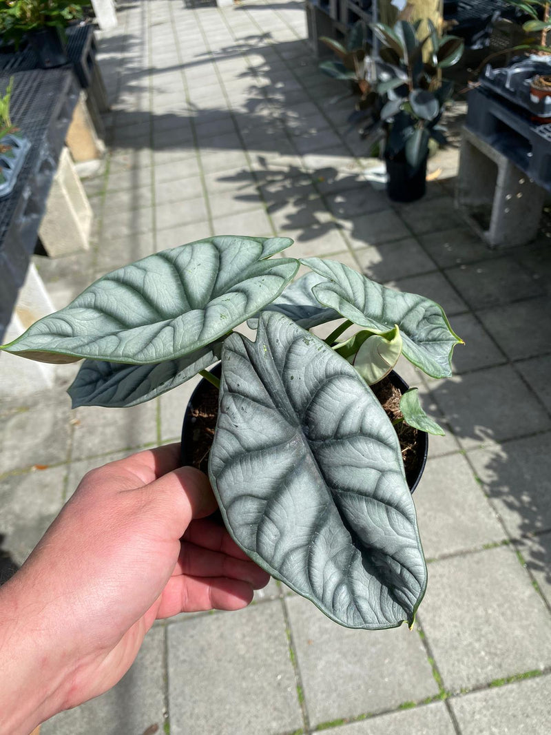 Alocasia Baginda Silver Dragon 6"