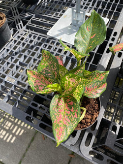 Aglaonema Anyamanee “6