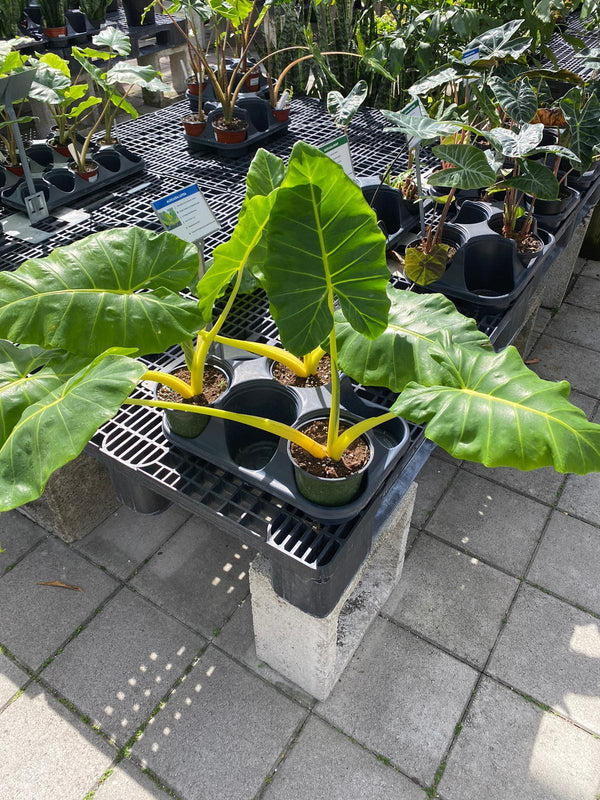 Alocasia Lutea 6”