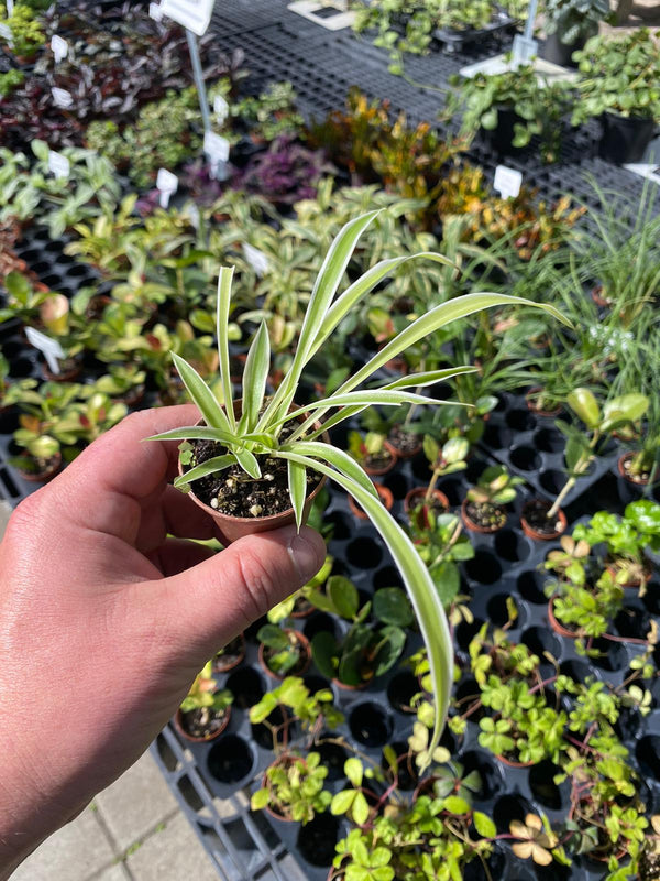 Spider Plant