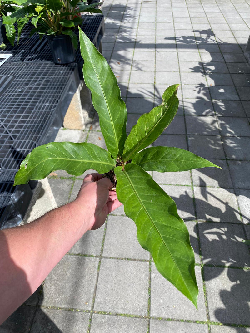 Anthurium Hookeri Variegated 4"