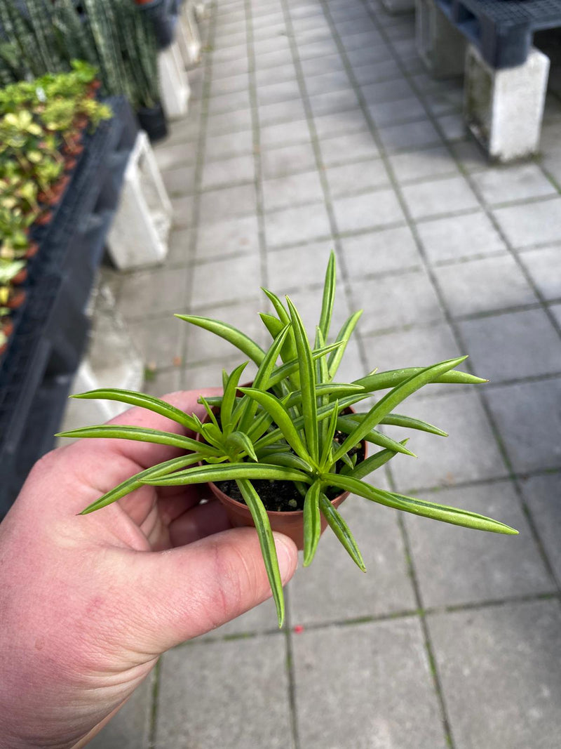 Pincushion Peperomia